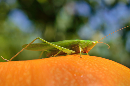Young, green grasshopper sits on a yellow pumpkinの写真素材