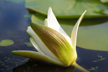 White water lily blossom among green algae in the lake.の写真素材