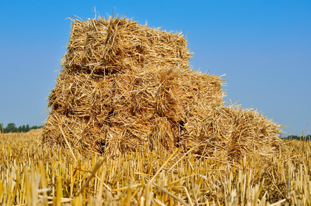 Pressed bales of straw lying in a field after harvestの写真素材