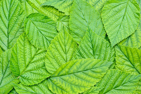 Background of the young, green, fresh leaves.