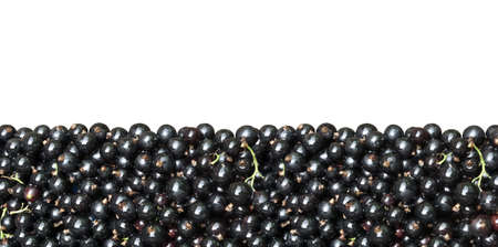 Black currant isolated on a white background.の写真素材