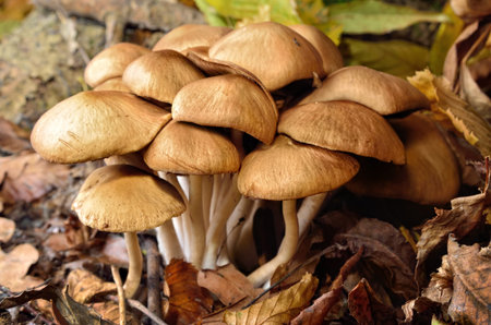 Family inedible mushrooms growing in the forest. Poisonous mushrooms in the wild nature