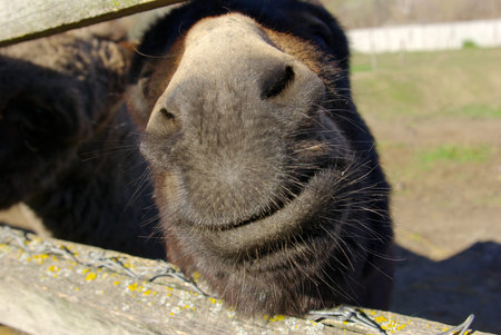 Horse stuck his snout through a fence on a farm