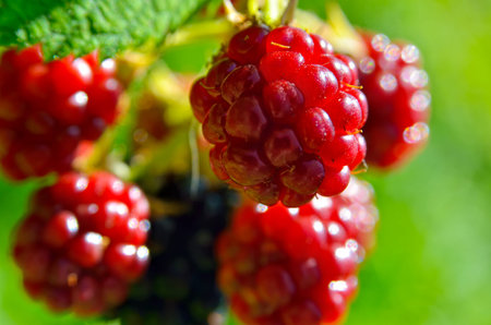 Large blackberries ripen in the garden. Harvest berries in the summer season.