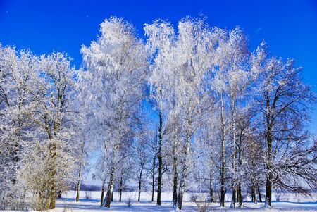 Birch trees,bushes,twigs,in the white snow,covered with hoar frost,on the background of the blue sky.の写真素材