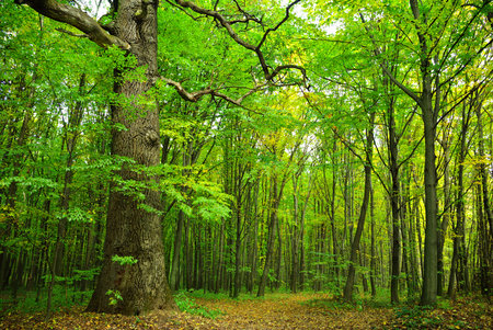Big old oak on a background of the young forest