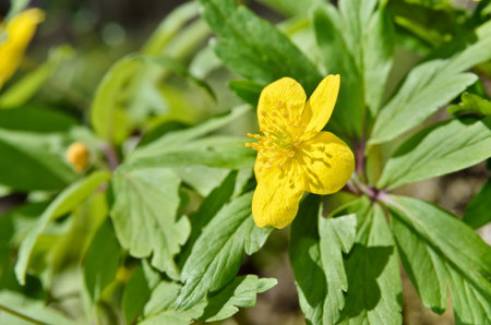 Buttercup yellow flower growing in the spring forest