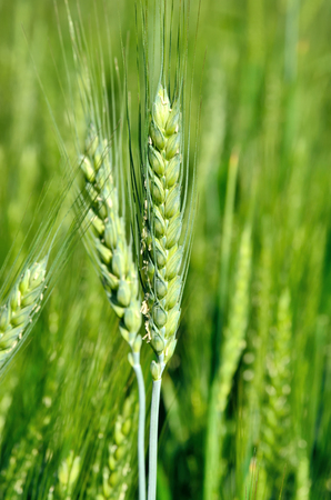 The green ears of cereal crops in the field .の写真素材