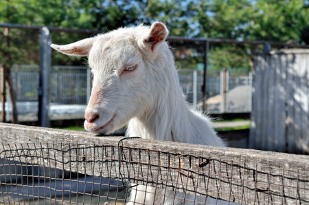 Little white goat on a farm in a stallの写真素材