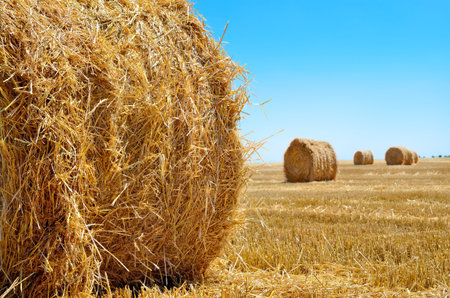 Round bales of straw lie in the field after harvesting