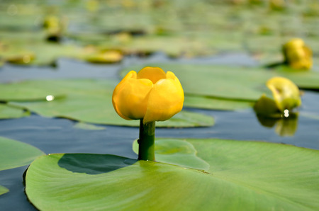 Yellow water lily spatter-dock among green leavesの写真素材