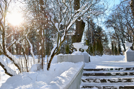 Sun rays among the trees in the park in winterの写真素材