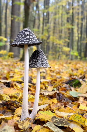 Black Amanita growing in the woods among the fallen leavesの写真素材