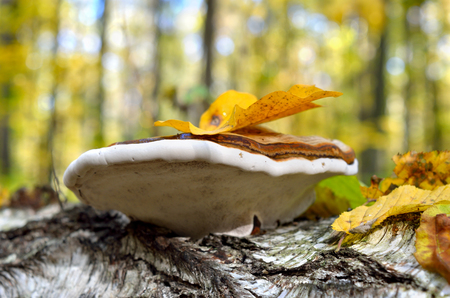 Polypore grows on the trunk of tree in autumn forestの写真素材