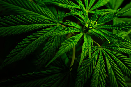 Large leaves of marijuana on a black background. Growing medical cannabis.の写真素材