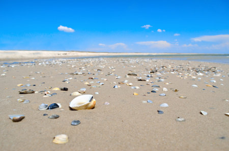 Sea waves wash the clean sandy beach. Landscape on a wild beach. The sea in the summer.
