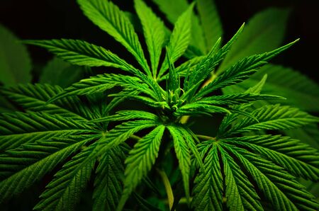 Large leaves of marijuana on a black background. Growing medical cannabis.の写真素材