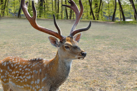 Great sika deer walks outdoors, close upの写真素材
