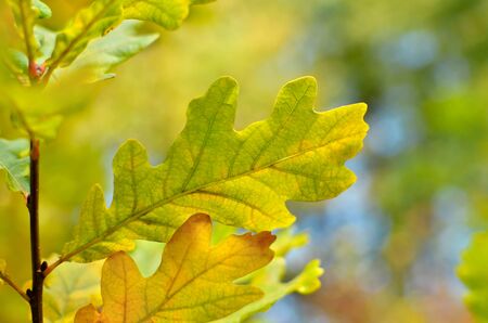 Yellow and red leaves on trees in autumn park. Abstraction of colorful autumn leaves.の写真素材