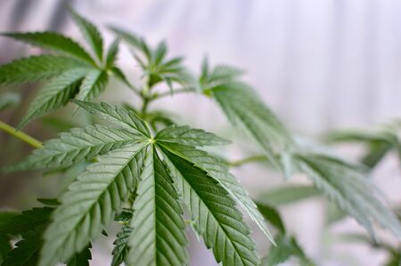 Young, green cannabis plants grow in pots. Growing medical marijuana.の写真素材