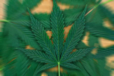 Young, green leaves of cannabis on a wooden backgroundの写真素材
