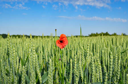 Lonely red poppy in a field of green wheat on a background of blue skyの写真素材