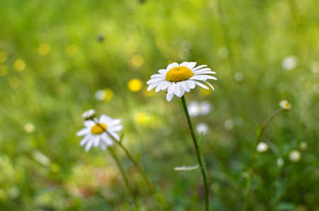 Young daisies bloom among the green grass in summerの写真素材