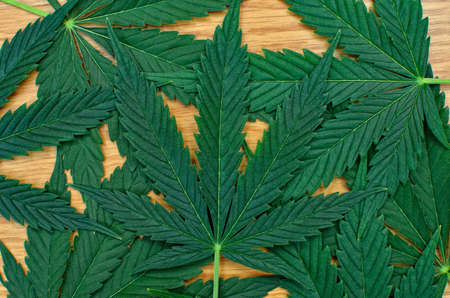 Young, green leaves of cannabis on a wooden backgroundの写真素材