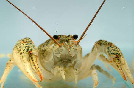 Live crayfish in the water close up. Freshwater crustaceans.の写真素材