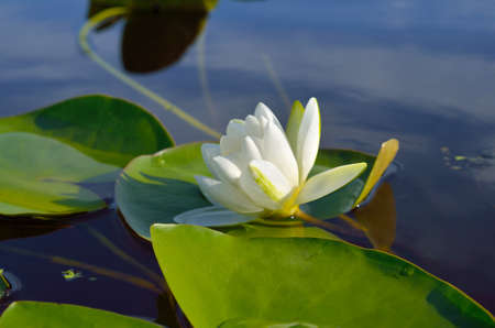 White water lily blooms in a pond among the leavesの写真素材