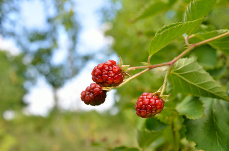 Large blackberries ripen in the garden. Harvest berries in the summer season.