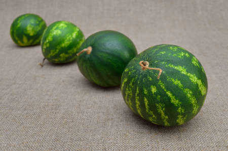 Watermelons are in a row on a rough burlapの写真素材