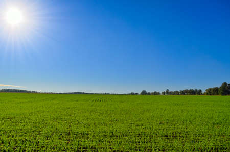 Green field against blue sky and bright sunの写真素材