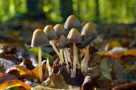 Inedible, mushrooms grow in the autumn forest