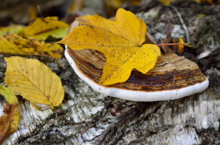 Polypore grows on the trunk of tree in autumn forest