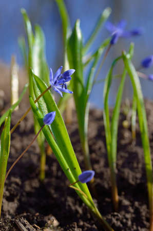 Blue Scilla bifolia blooms in early spring in the forestの写真素材