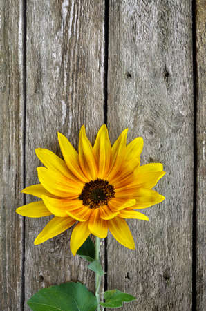 Yellow, decorative sunflower on old wooden boardsの写真素材