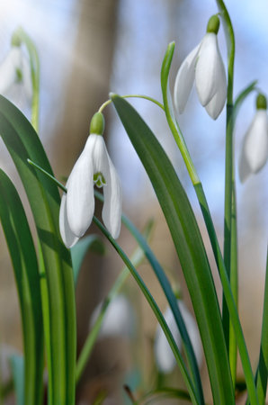 Young snowdrops in early spring in the forest