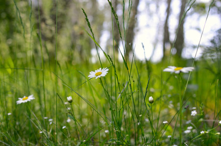 Young daisies bloom among the green grass in summerの写真素材