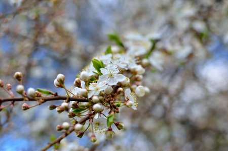 White flowers on the branches of trees in the spring