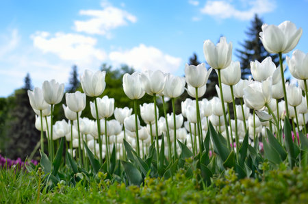 Young tulips bloomed in the park in spring
