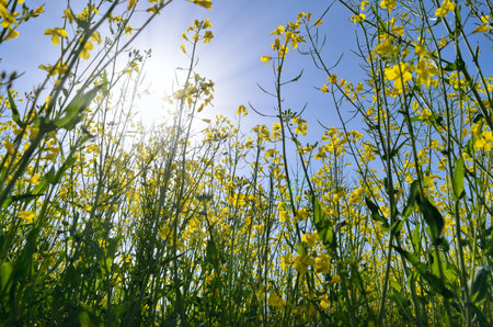 Blooming rapeseed field against a sunny sky
