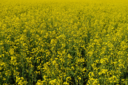 Yellow rapeseed flowers in a field in summer