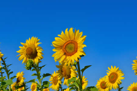 Yellow sunflowers grow in the field. agricultural crops.の写真素材
