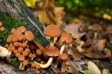 Wild mushrooms in the forest among the leaves