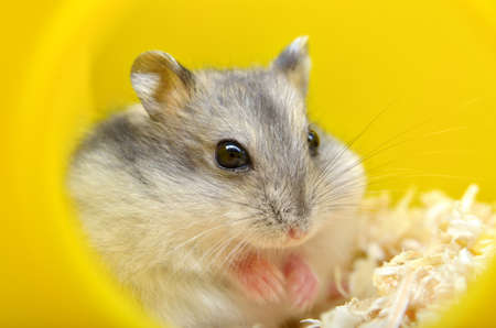 Pets hamsters live in a cage with wood shavingsの写真素材