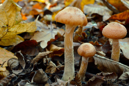 wild forest mushrooms grow in the autumn forest