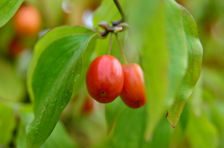 Ripe, red dogwood berries grow among autumn leavesの写真素材