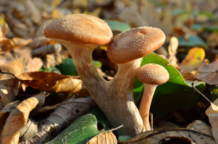 wild forest mushrooms grow in the autumn forestの写真素材
