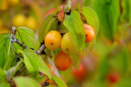 Ripe, red dogwood berries grow among autumn leavesの写真素材